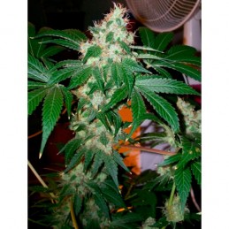 Chem Valley Kush - The Cali...