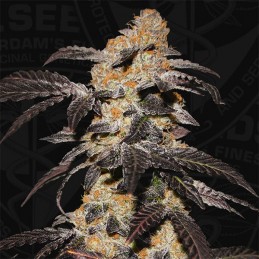 French Cookies - T.H. Seeds