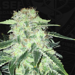 LA S.A.G.E. CBD - T.H. Seeds