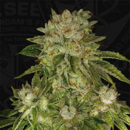 Mk Ultra - T.H. Seeds