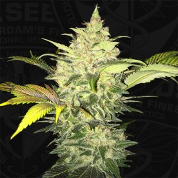 Roof 95 - T.H. Seeds