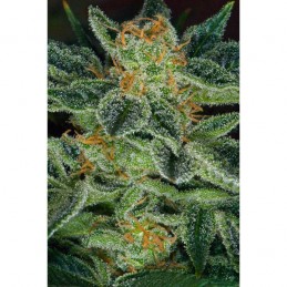 Skunk XXX Regular - T.H. Seeds