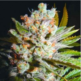 Auto 4:20 - Biohazard Seeds