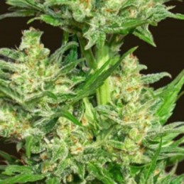 Auto Chingon - Biohazard Seeds