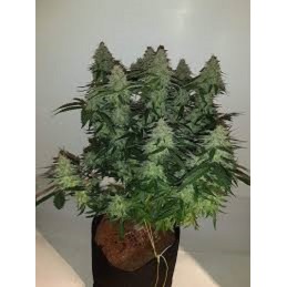 Big Lights - Biohazard Seeds