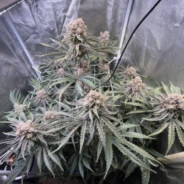 Wedding Cake Auto