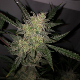 Auto Blackberry Kush