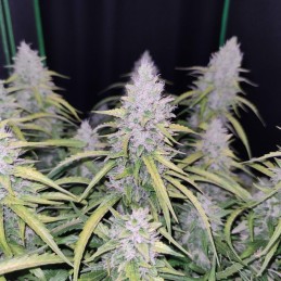 Auto Cinderella Jack