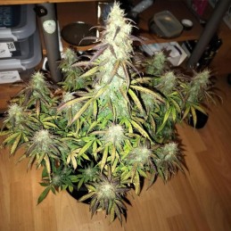 Auto Sunmango