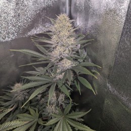 Royal Bluematic Auto