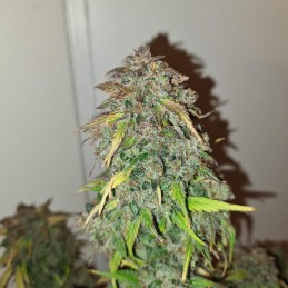 Super Skunk