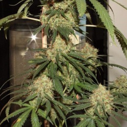 Blue Mazar Auto