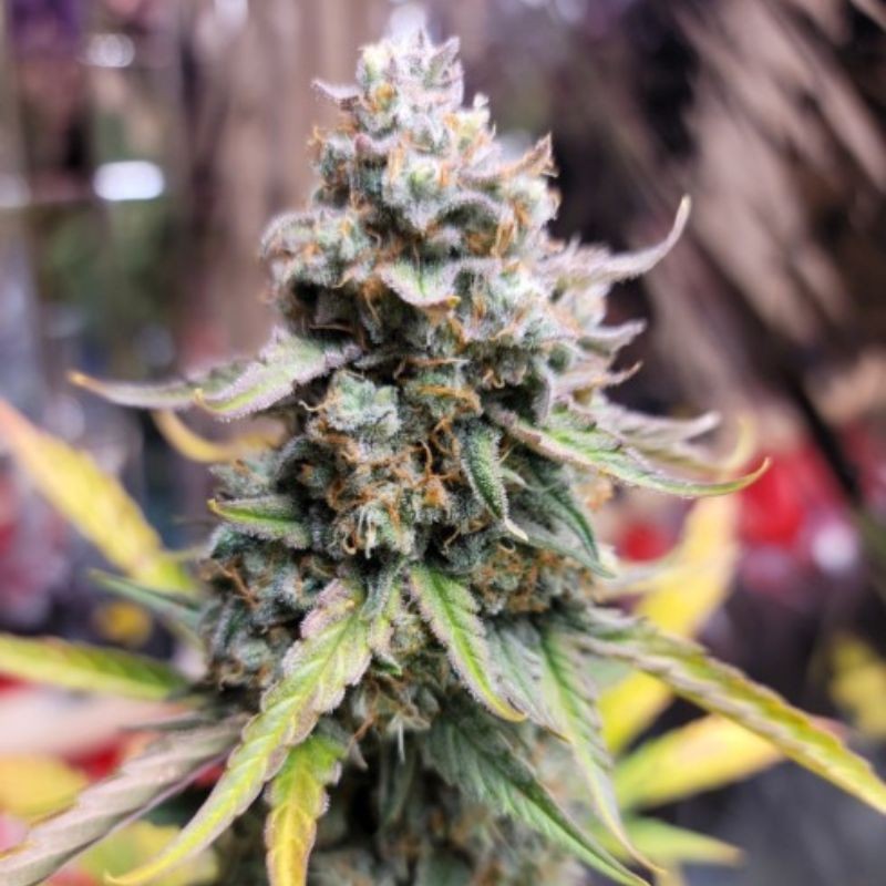 Nasiona marihuany Berry OG Kush - odmiana konopi Nasiona marihuany Berry OG Kush - odmiana konopi