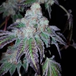 Skywalker Kush