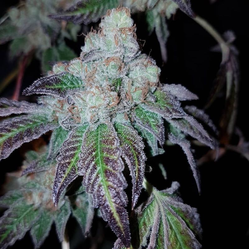 Nasiona marihuany Skywalker Kush - opis odmiany konopi Nasiona marihuany Skywalker Kush - opis odmiany konopi