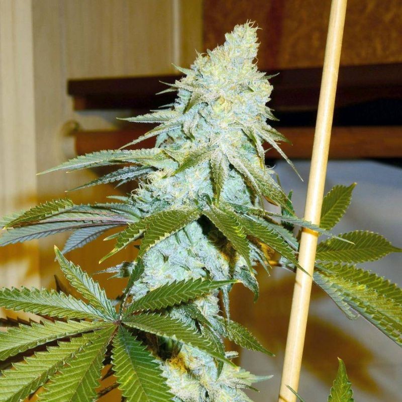 Nasiona marihuany Kosher Kush - opis odmiany konopi Nasiona marihuany Kosher Kush - opis odmiany konopi
