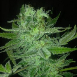 Night Terror OG Regular