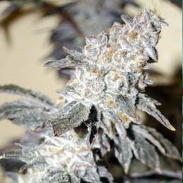 Critikush