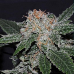 Critical Herer