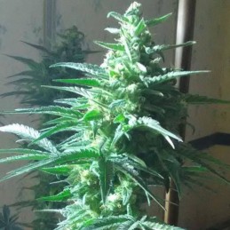 Critical Auto