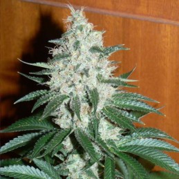 Ginger Punch Auto