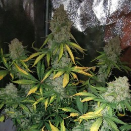 Auto BubbleGum