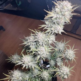 Critical White Speed Auto