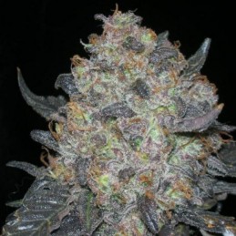 Blackwater Skunk