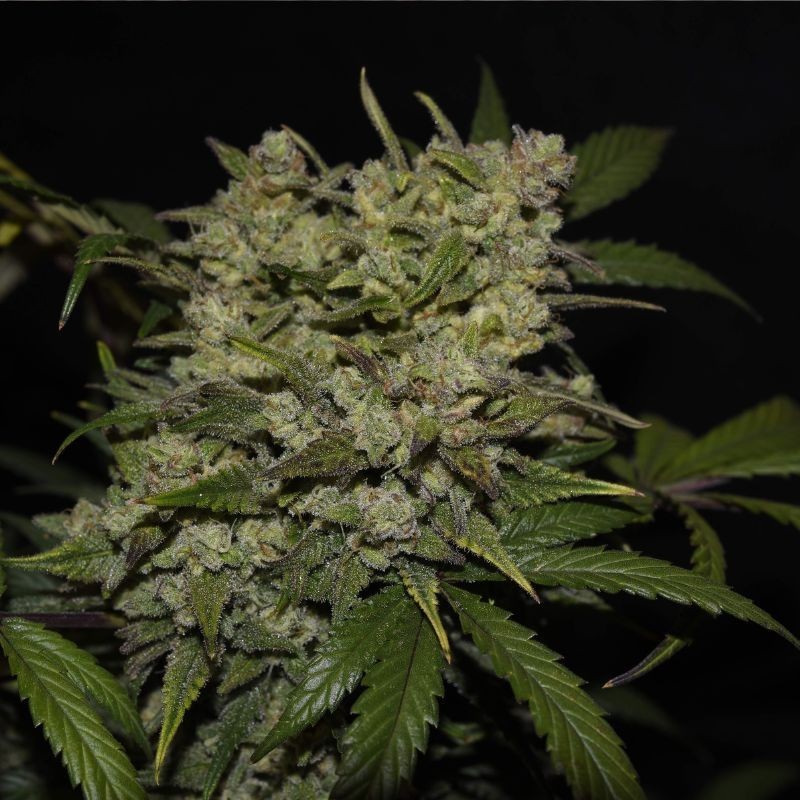 Nasiona marihuany Kalashnikova Critical Kush - opis odmiany konopi Nasiona marihuany Kalashnikova Critical Kush - opis odmiany konopi