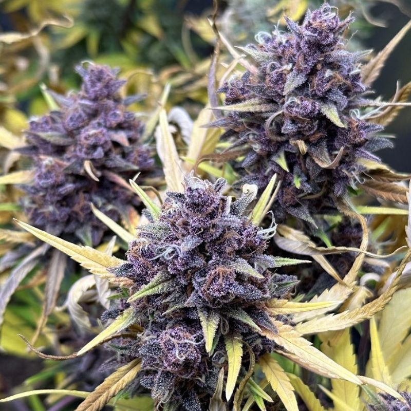 Nasiona marihuany Purple Haze - opis odmiany konopi Nasiona marihuany Purple Haze - opis odmiany konopi