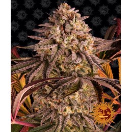 Blue Sunset Sherbert -...