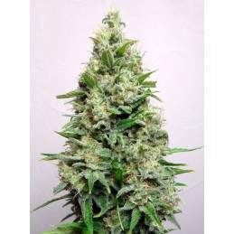 Kali 47 - Advanced Seeds