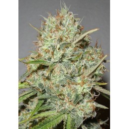 Shark Widow - Advanced Seeds