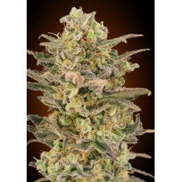 Somango Glue - Advanced Seeds