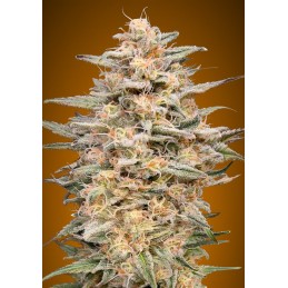 Somango Widow - Advanced Seeds