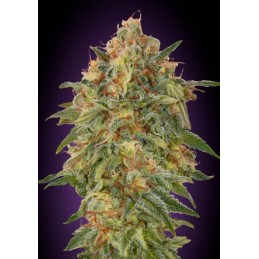 Zkittlez - Advanced Seeds