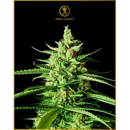 AK-01 - Anaconda Seeds