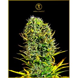 Amnesia Haze - Anaconda Seeds