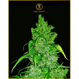 Anaconda Auto - Anaconda Seeds