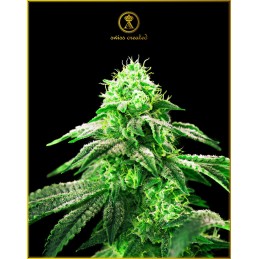 Hypnotic - Anaconda Seeds