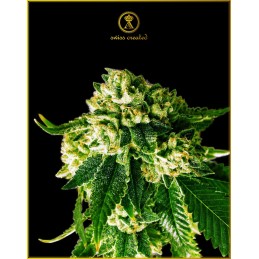 Russian Gold - Anaconda Seeds