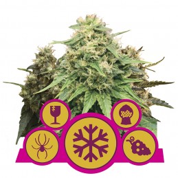 Feminized Mix - Royal Queen...