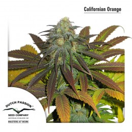 Californian Orange - Dutch...