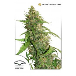 CBD Auto Compassion Lime -...