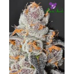 Anesia Scout Cookies -...