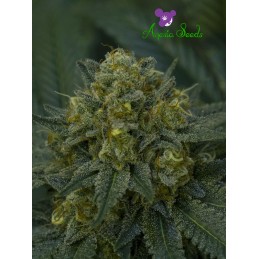 Auto Blackberry Moonrocks -...