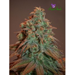 Auto Nova OG - Anesia Seeds