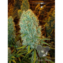 Big Bazooka - Anesia Seeds