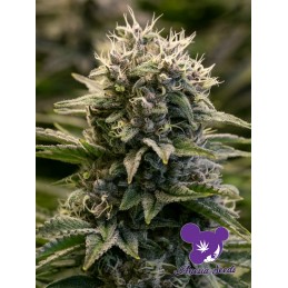 Fat Monkey Auto - Anesia Seeds