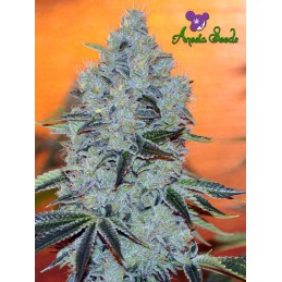 Mob Boss - Anesia Seeds